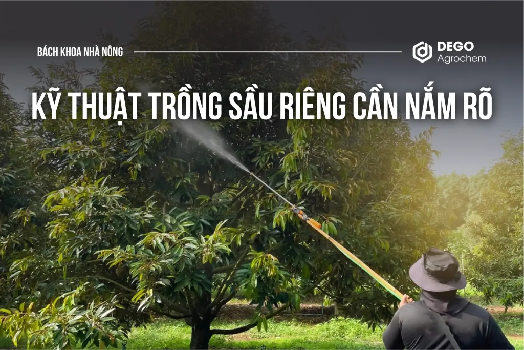 KỸ THUẬT TRỒNG SẦU RIÊNG CẦN NẮM RÕ