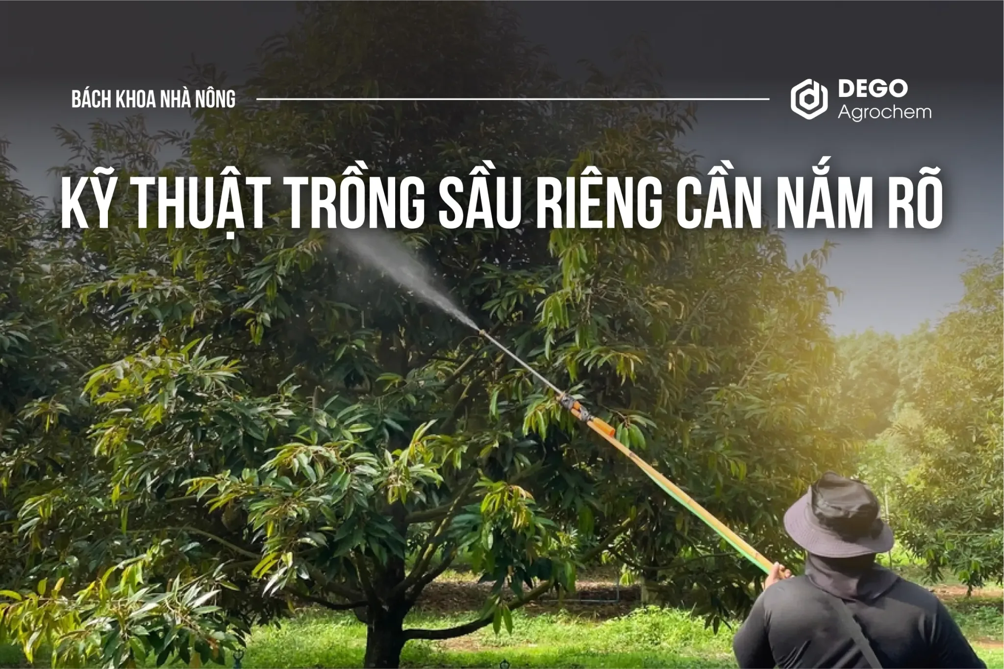 KỸ THUẬT TRỒNG SẦU RIÊNG CẦN NẮM RÕ