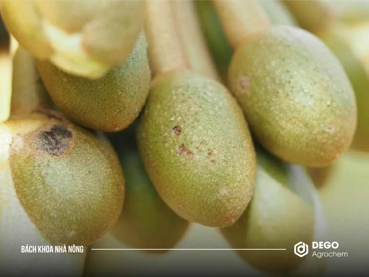 Bệnh thối hoa ở cây sầu riêng có khả năng lây lan vô cùng nhanh chóng.