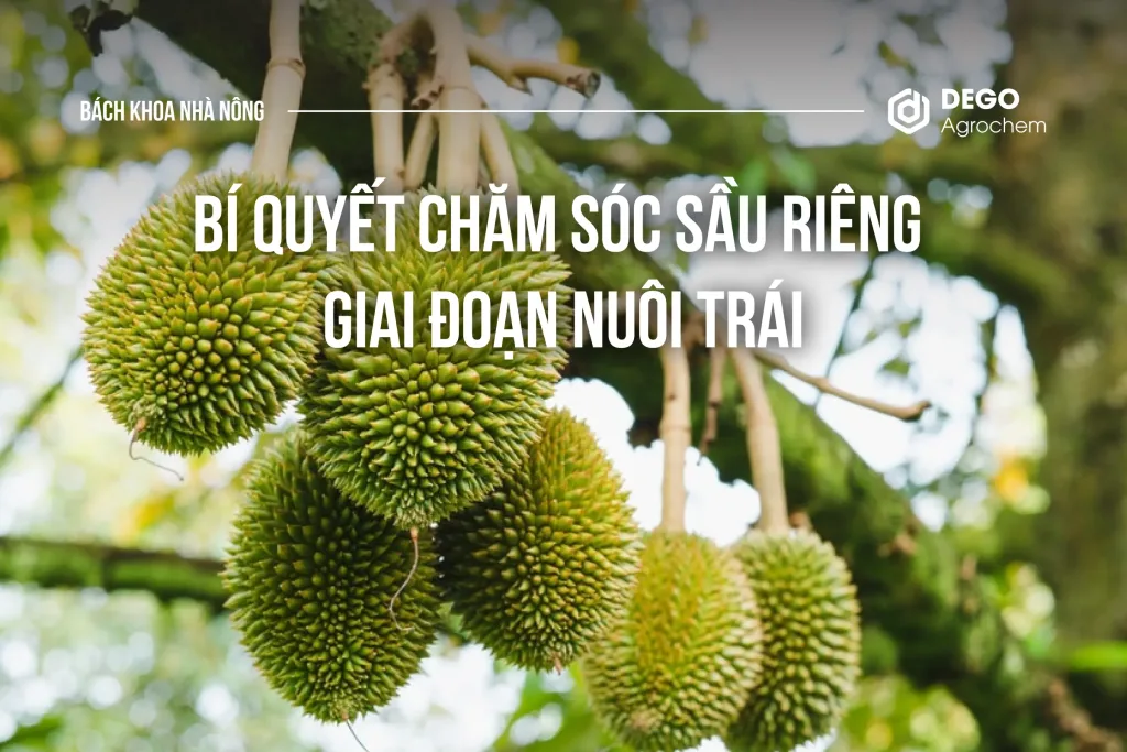 BÍ QUYẾT CHĂM SÓC SẦU RIÊNG GIAI ĐOẠN NUÔI TRÁI