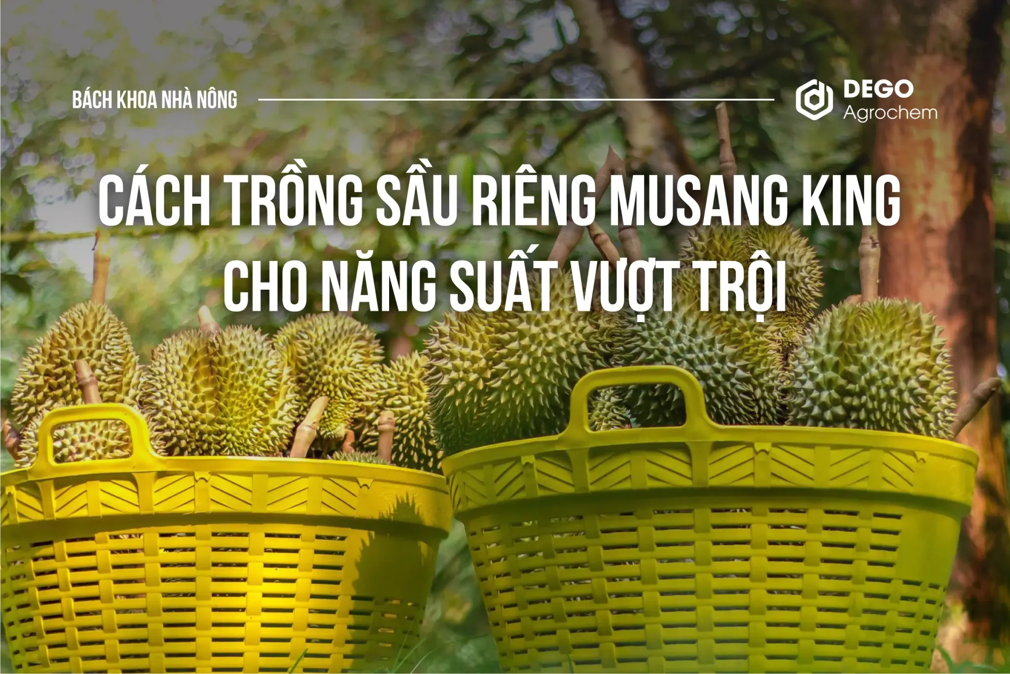 Cách trồng sầu riêng Musang King cho năng suất vượt trội