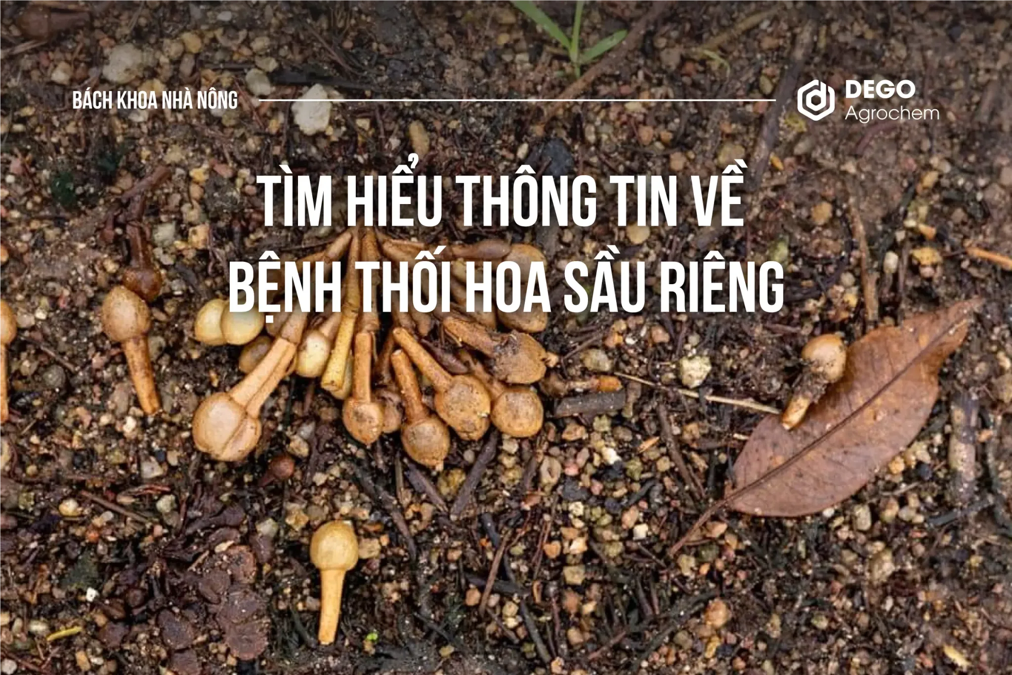 THÔNG TIN VỀ BỆNH THỐI HOA SẦU RIÊNG