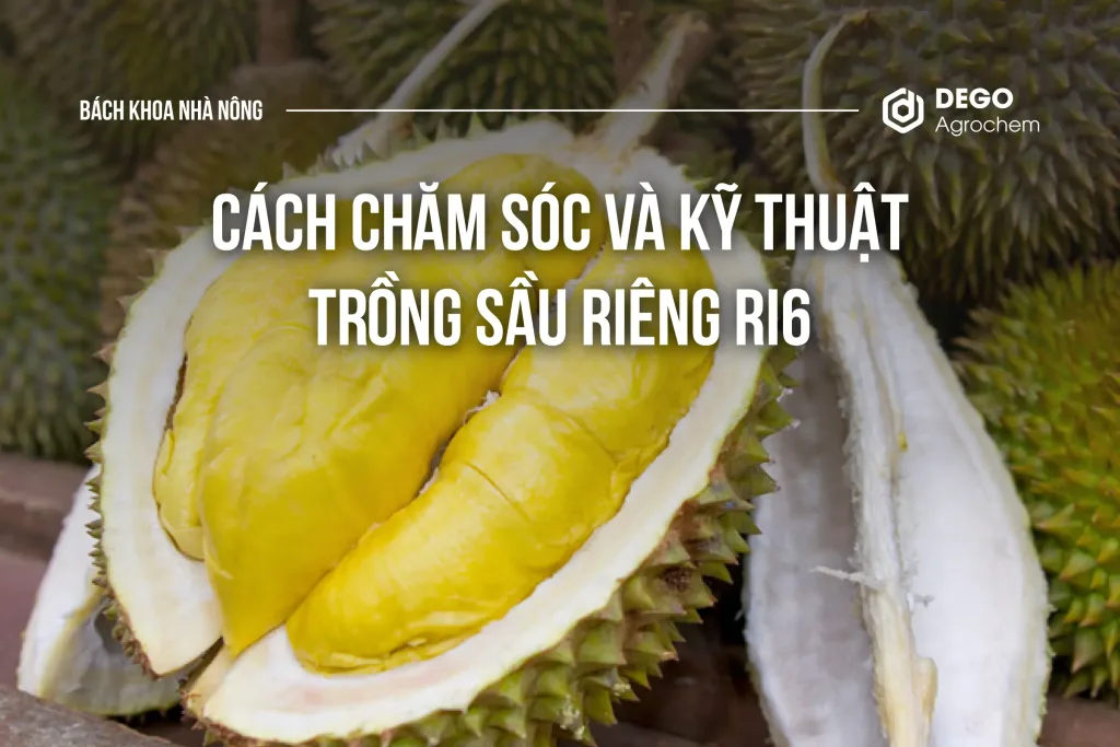 Cách chăm sóc và kỹ thuật trồng sầu riêng Ri6
