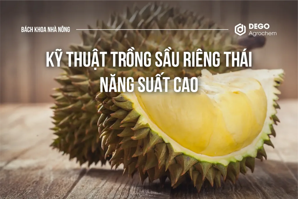Kỹ thuật trồng sầu riêng Thái năng suất cao.