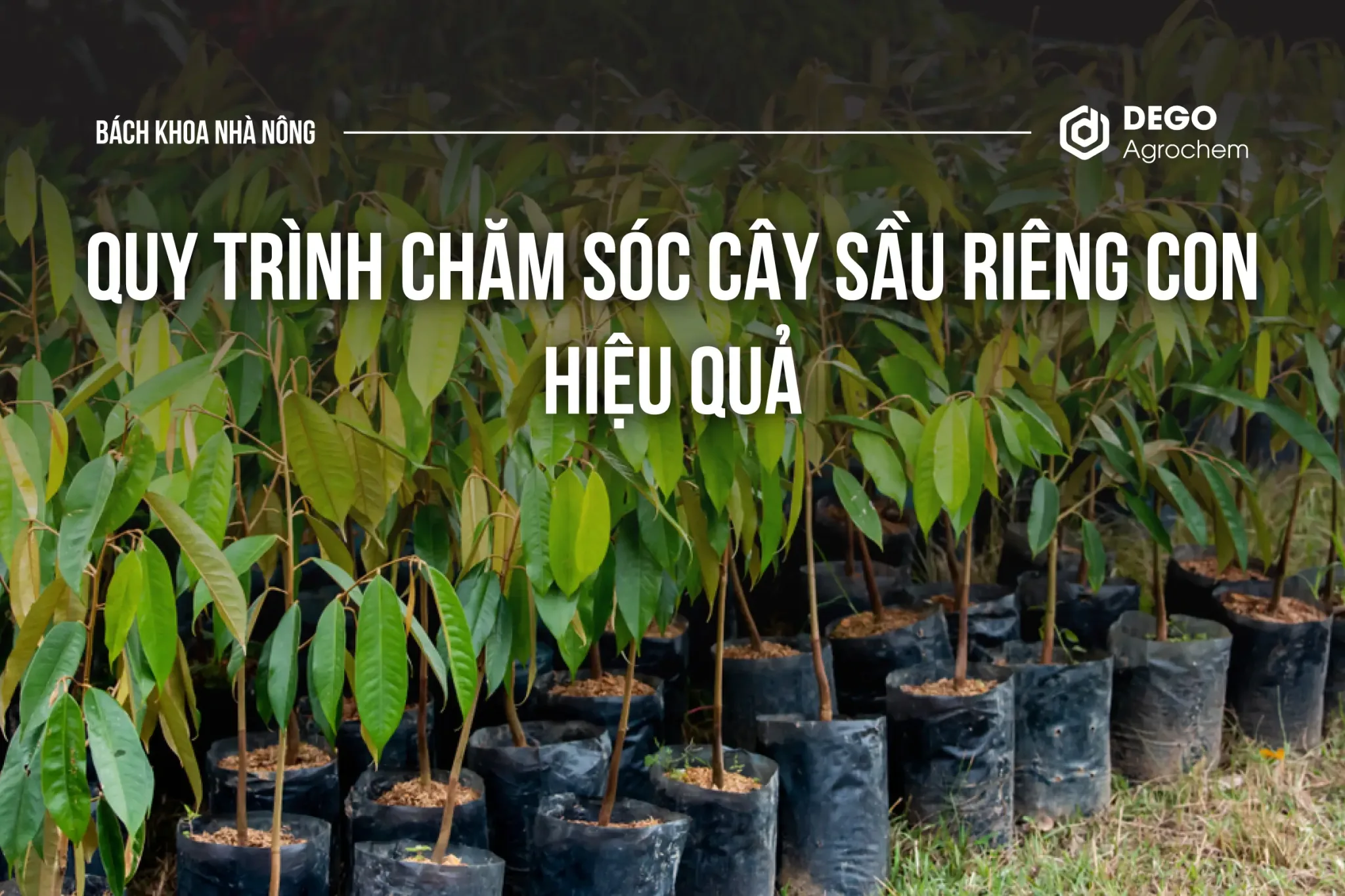 quy trình chăm sóc cây sầu riêng con hiệu quả