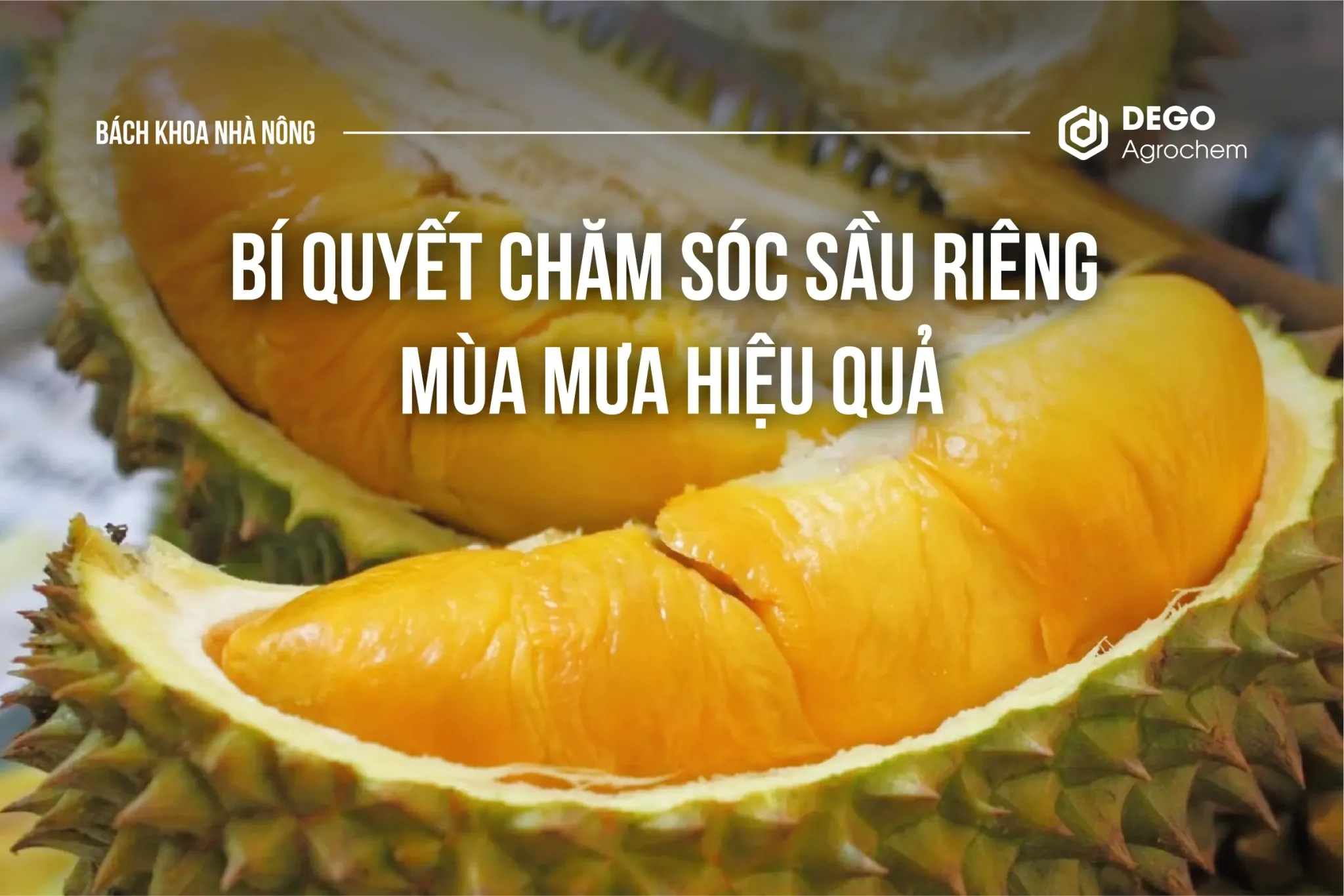 BÍ QUYẾT CHĂM SÓC SẦU RIÊNG MÙA MƯA HIỆU QUẢ