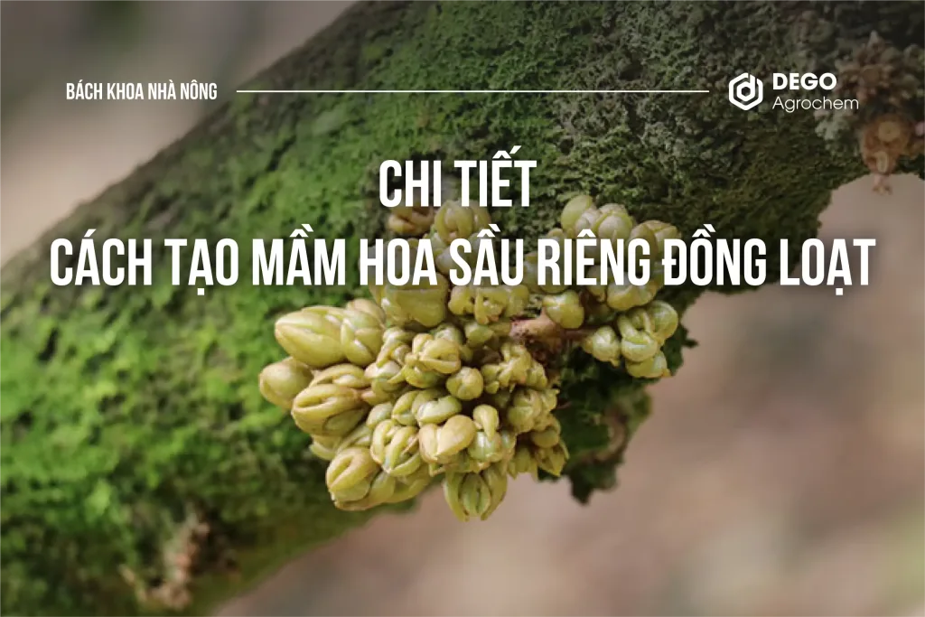 CHI TIẾT CÁCH TẠO MẦM HOA SẦU RIÊNG ĐỒNG LOẠT