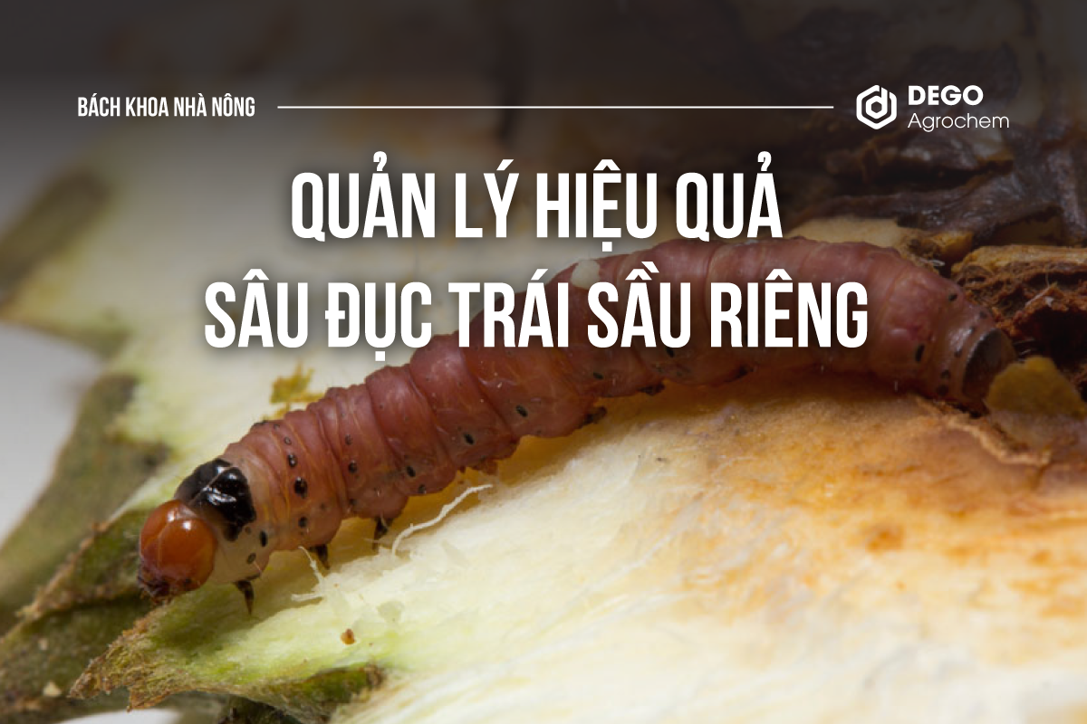quản lý hiệu quả sâu đục trái sầu riêng