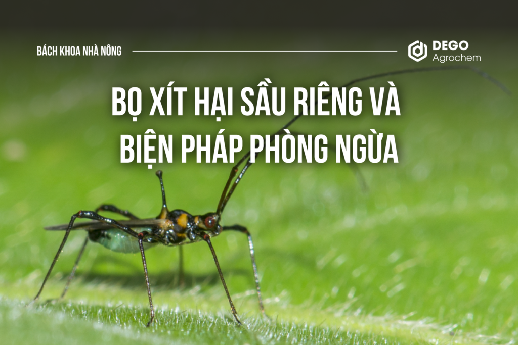 bọ xít hại sầu riêng