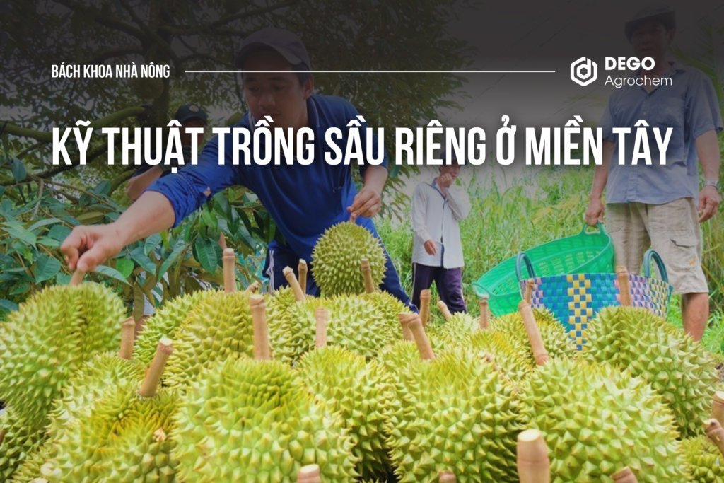 KỸ THUẬT TRỒNG SẦU RIÊNG Ở MIỀN TÂY