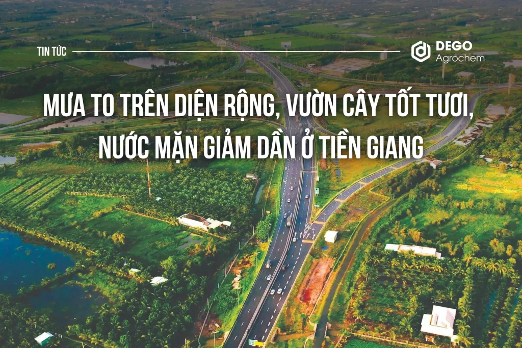 MƯA TO TRÊN DIỆN RỘNG, VƯỜN C Y TỐT TƯƠI, NƯỚC MẶN GIẢM DẦN Ở TIỀN GIANG