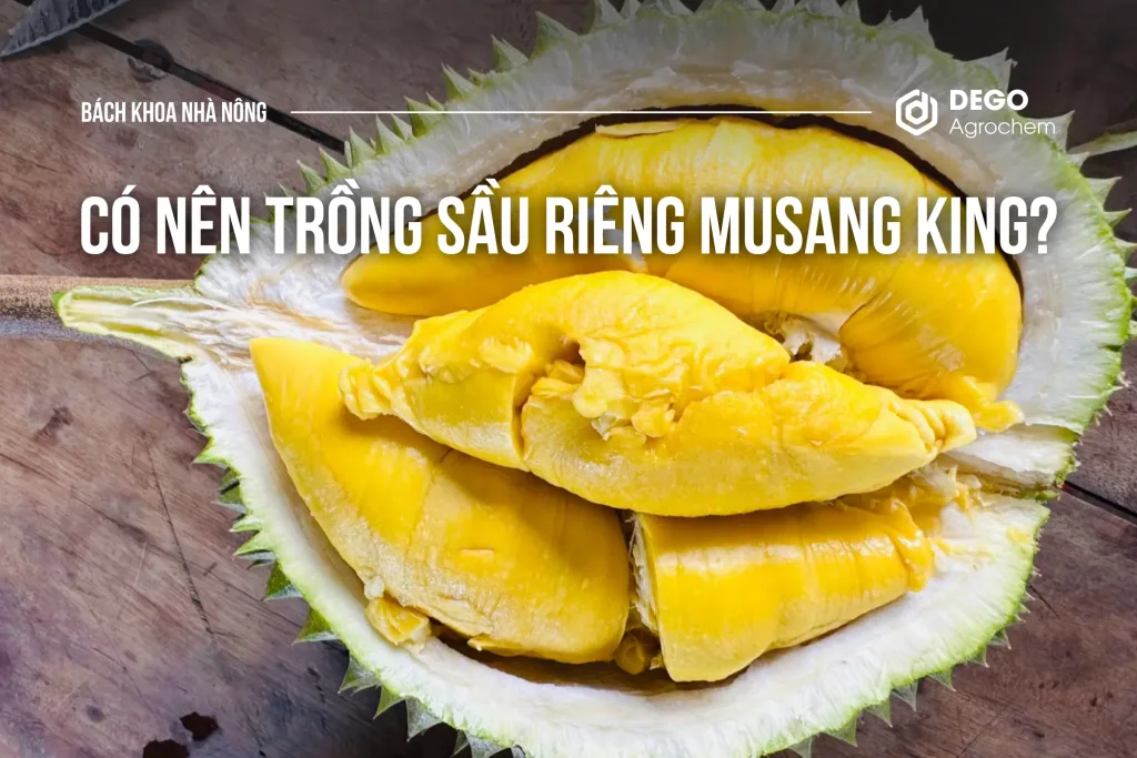 Có nên trồng sầu riêng Musang King?