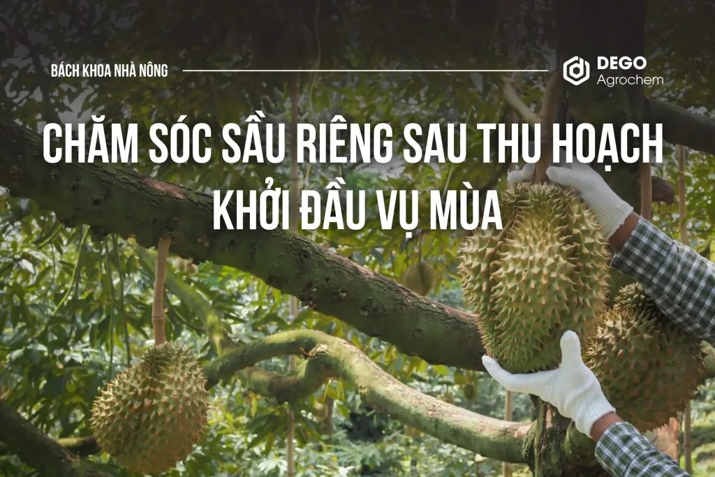 CHĂM SÓC SẦU RIÊNG SAU THU HOẠCH - KHỞI ĐẦU VỤ MÙA