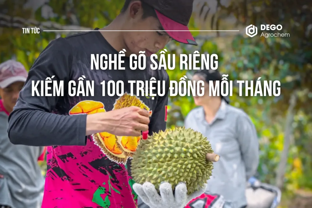 NGHỀ GÕ SẦU RIÊNG KIẾM GẦN 100 TRIỆU ĐỒNG MỖI THÁNG