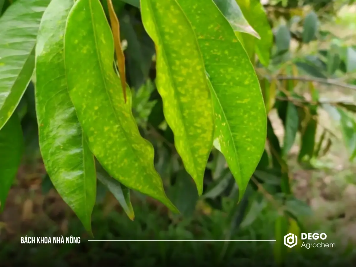 Rầy xanh gây hại bằng cách chích hút nhựa từ các đọt non, làm cho lá cây biến dạng, xoắn lại, teo nhỏ và có thể gây rụng lá hàng loạt.