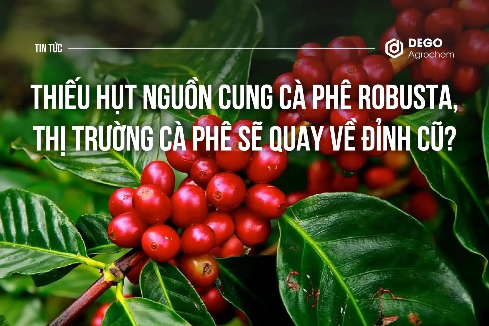 THIẾU HỤT NGUỒN CUNG CÀ PHÊ ROBUSTA, THỊ TRƯỜNG CÀ PHÊ SẼ QUAY VỀ ĐỈNH CŨ?