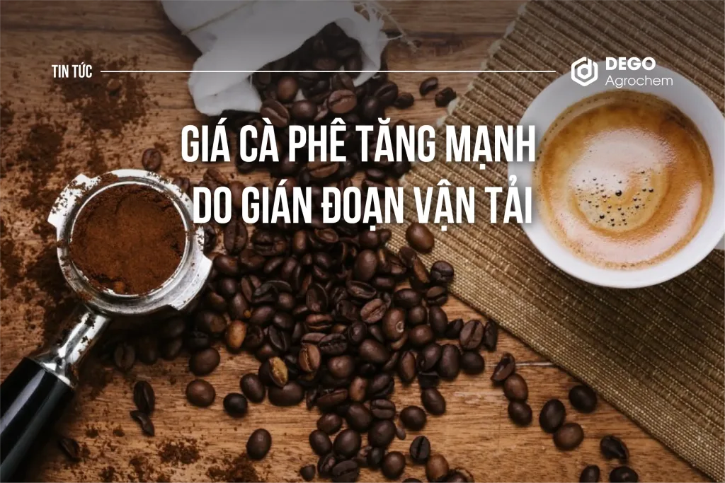 Giá cà phê tăng mạnh do gián đoạn vận tải