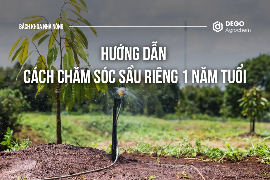 Hướng dẫn cách chăm sóc sầu riêng 1 năm tuổi