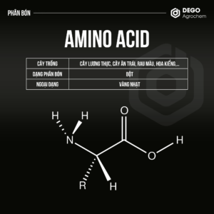 AMINO ACID