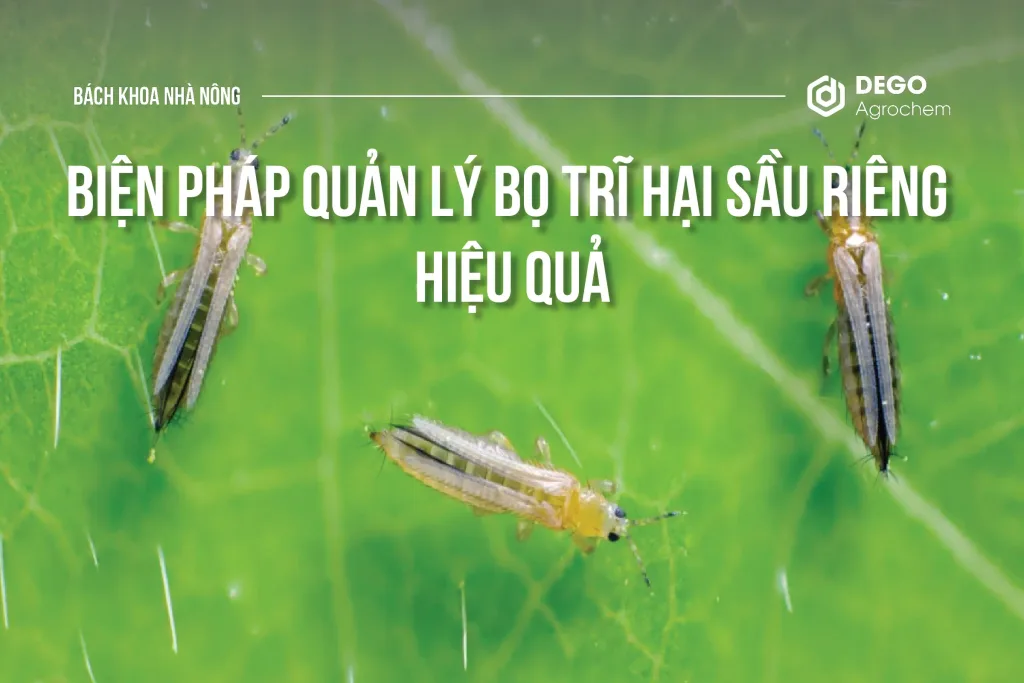 Biện pháp quản lý bọ trĩ hại sầu riêng hiệu quả