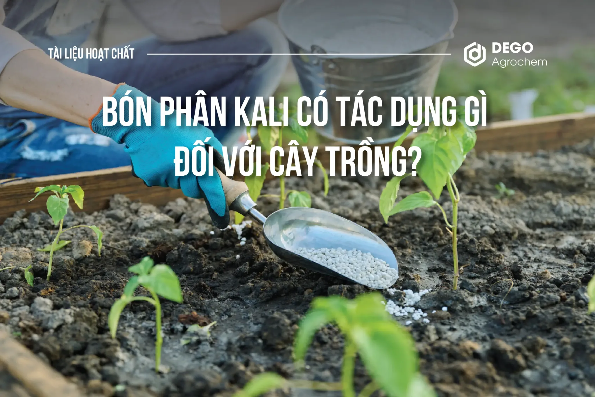 Bón phân Kali có tác dụng gì đối với cây trồng?