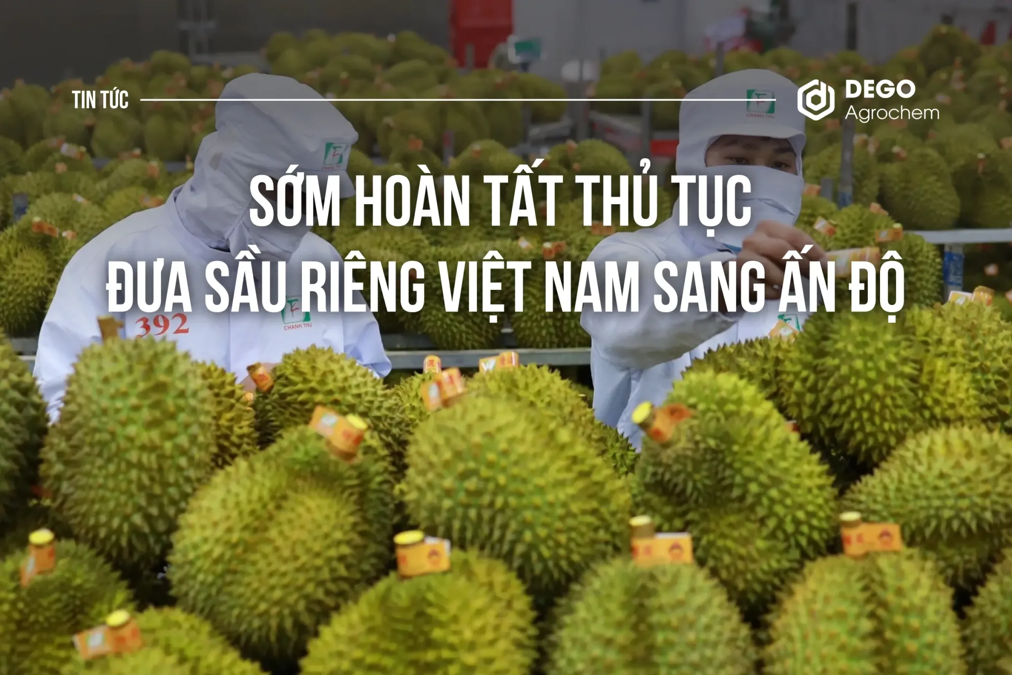 SỚM HOÀN TẤT THỦ TỤC ĐƯA SẦU RIÊNG VIỆT NAM SANG ẤN ĐỘ