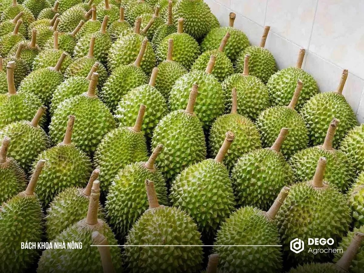 Sầu riêng Musang King thường có hình dạng bầu dục với trọng lượng khoảng 2 - 4kg mỗi trái.