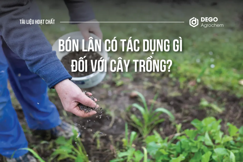 BÓN LÂN CÓ TÁC DỤNG GÌ ĐỐI VỚI CÂY TRỒNG