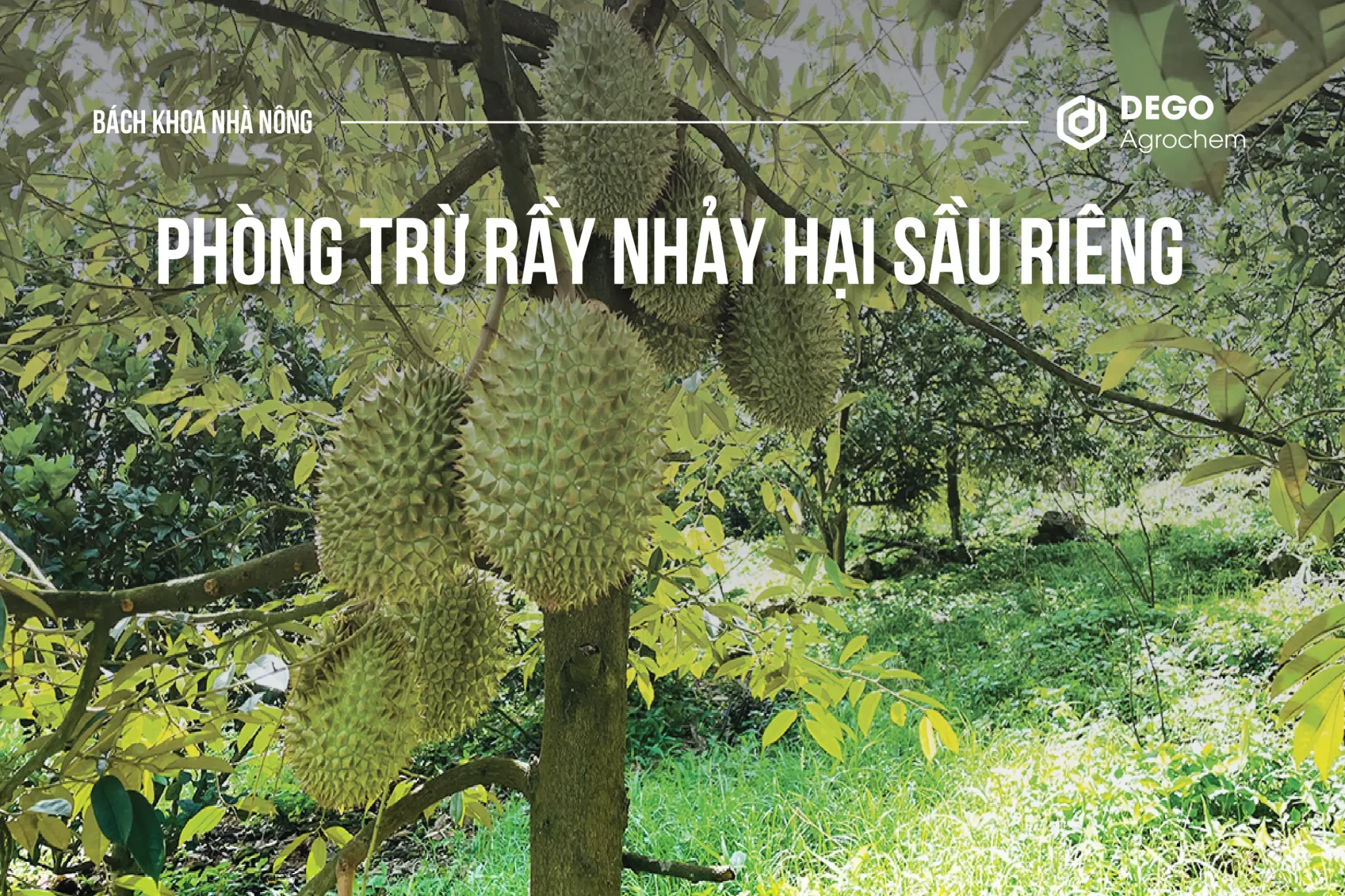 Phòng trừ rầy nhảy hại sầu riêng và Cách phòng chóng