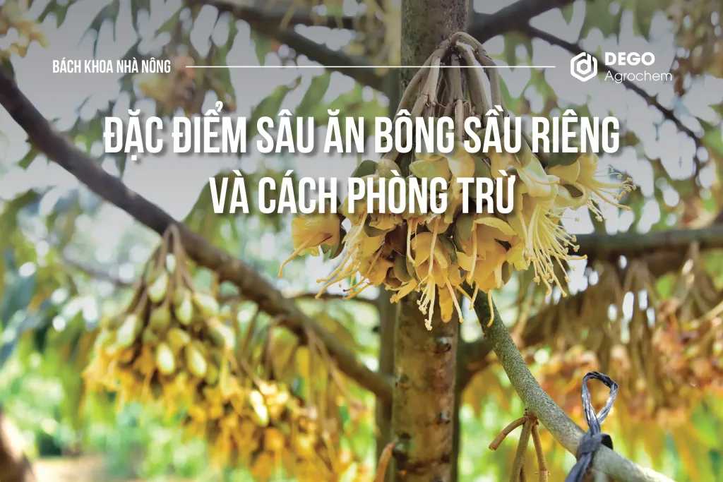 Sau ăn bông sầu riêng và cách phòng trừ