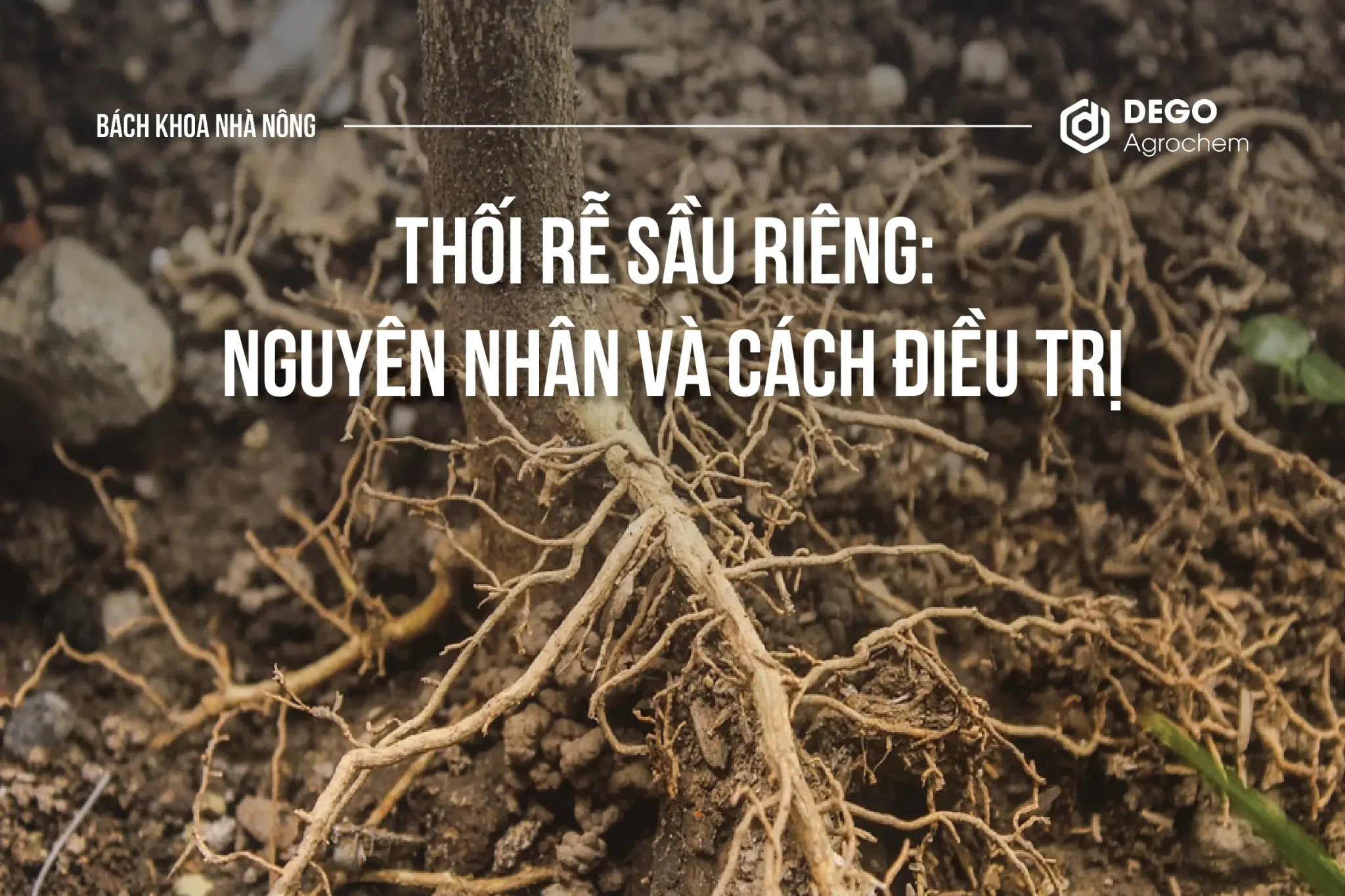 Thối rễ sầu riêng: Nguyên nhân và cách điều trị