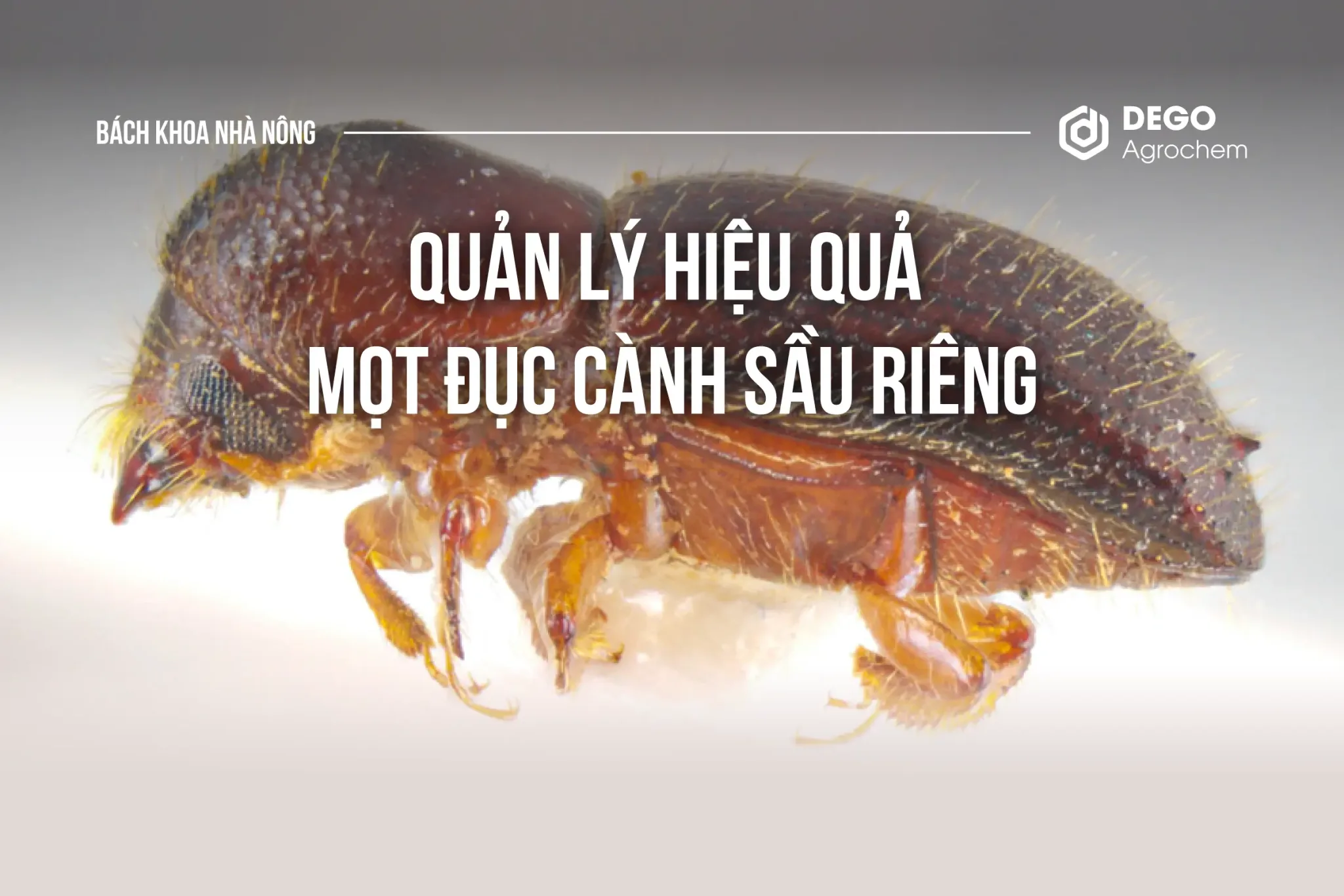 QUẢN LÝ HIỆU QUẢ MỌT ĐỤC CÀNH SẦU RIÊNG