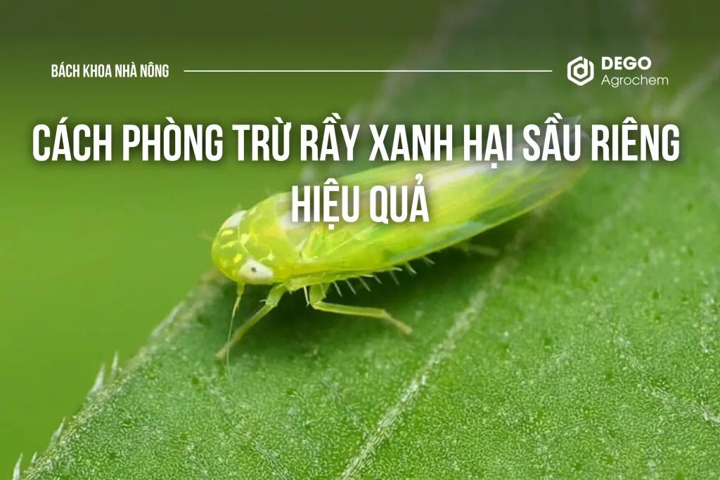 Cách phòng trừ rầy xanh hiệu quả