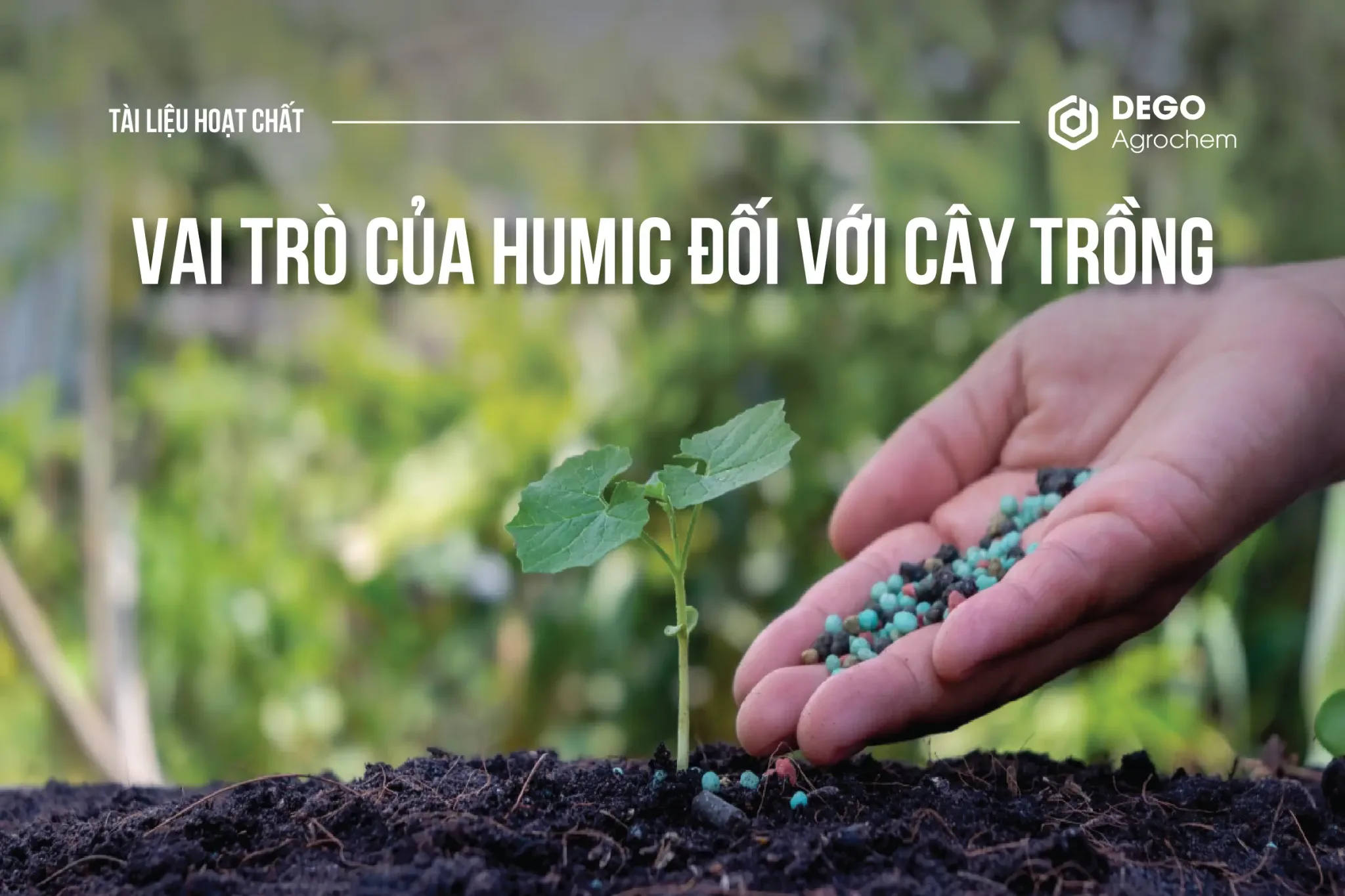 Vai trò của Humic đối với cây trồng