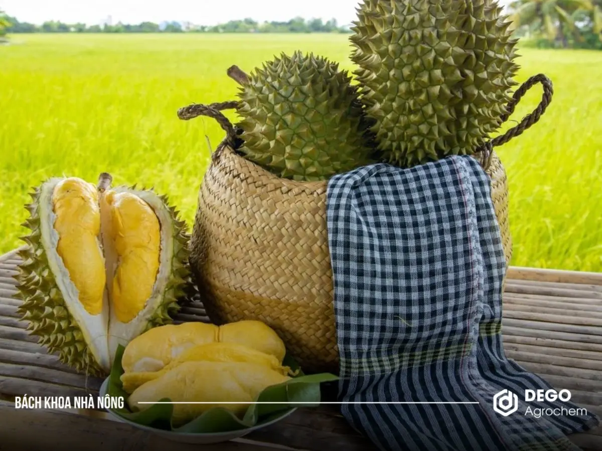 giống sầu riêng năng suất cao