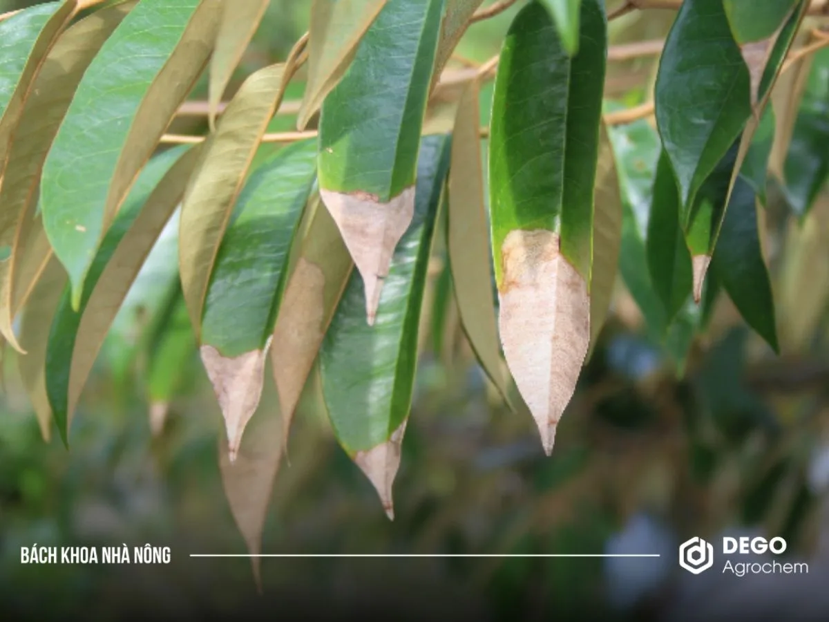 Hiện tượng cháy lá sầu riêng giai đoạn cháy đuôi lá