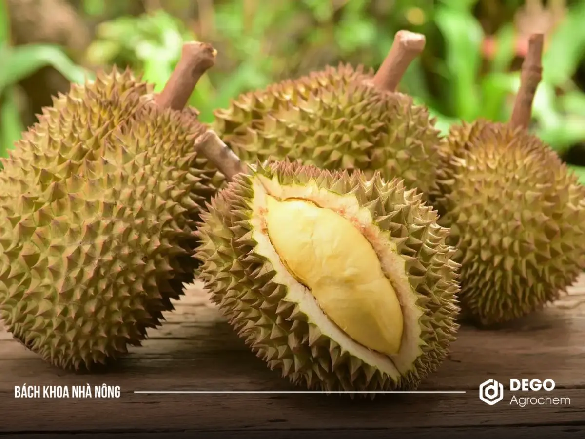 Nên trồng giống sầu riêng nào