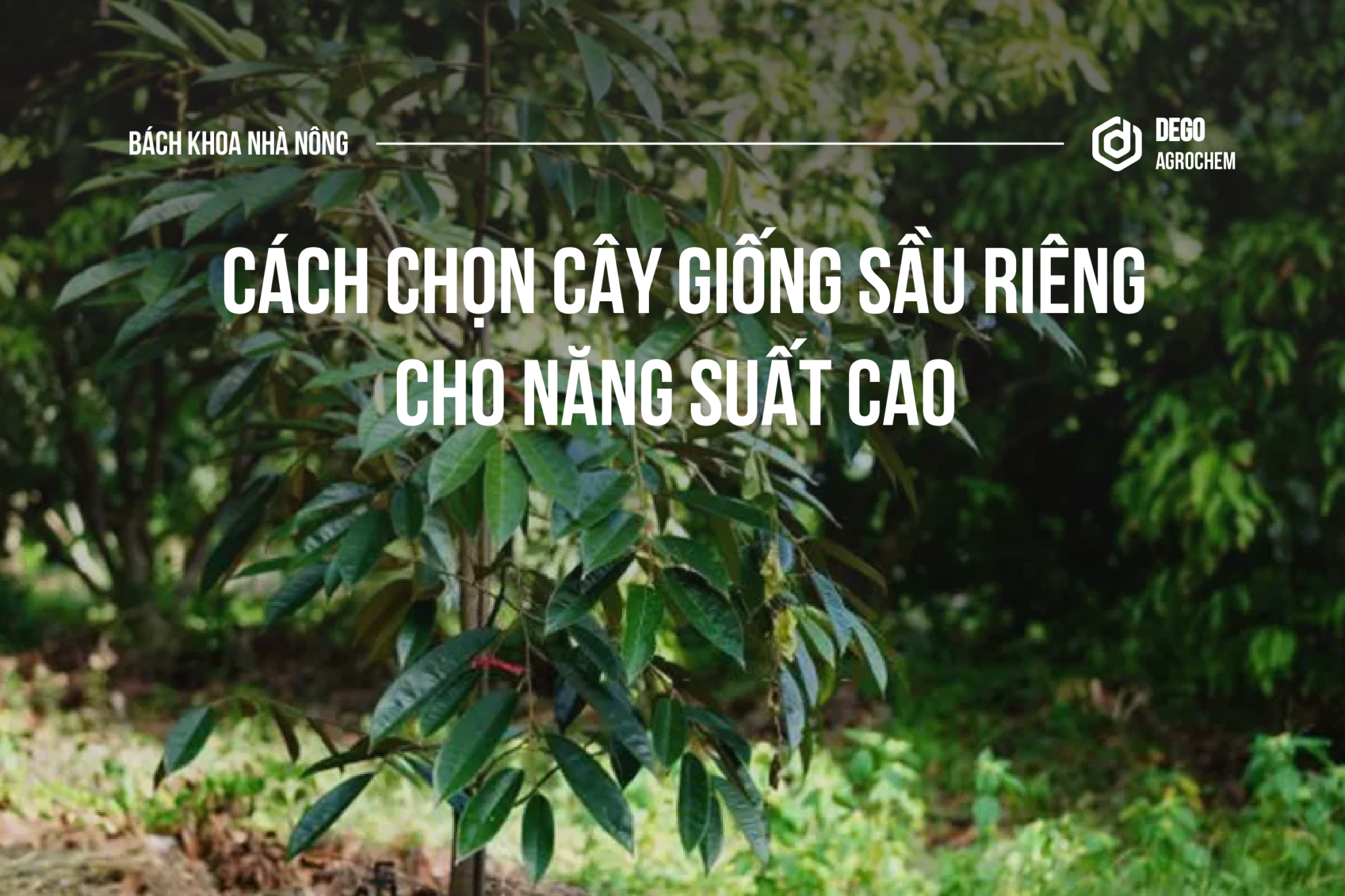 Chọn cây giống sầu riêng