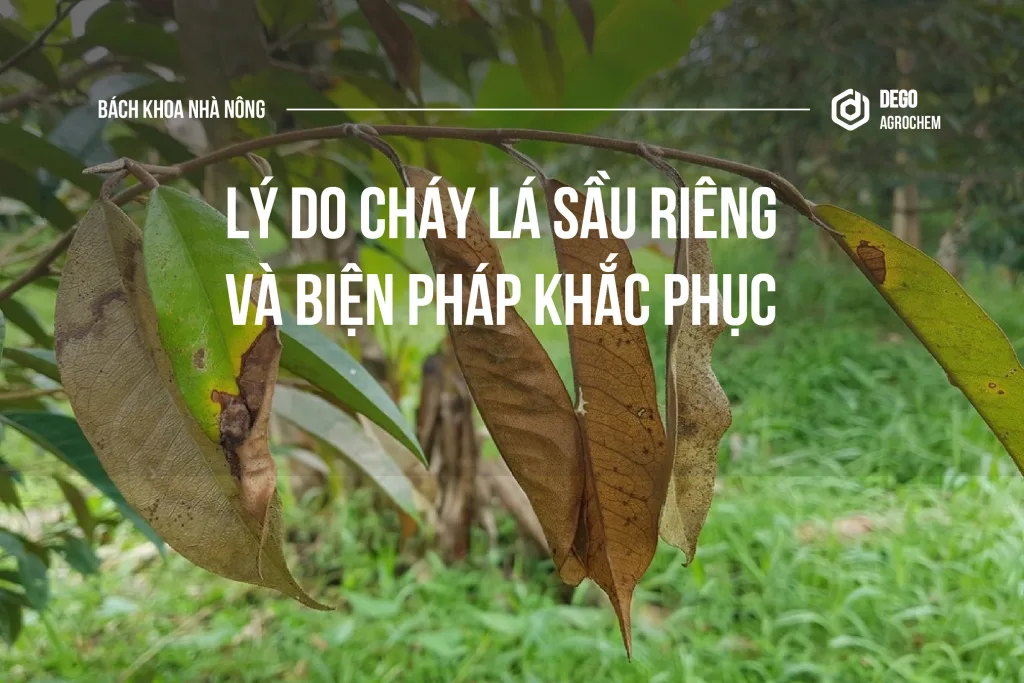 nguyên nhân gây cháy lá sầu riêng