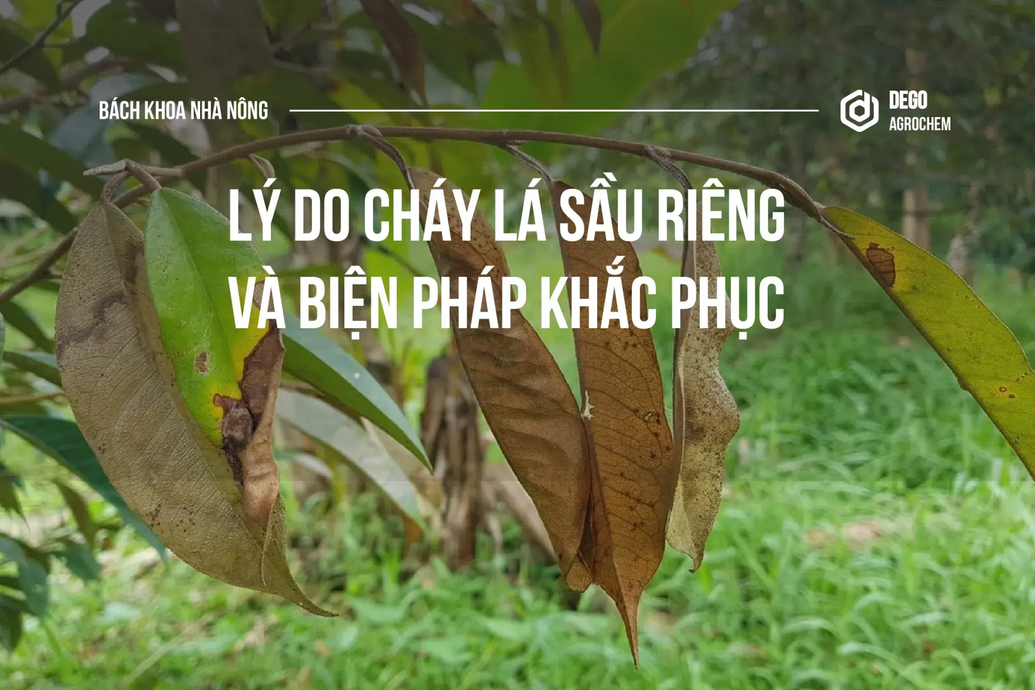 nguyên nhân gây cháy lá sầu riêng