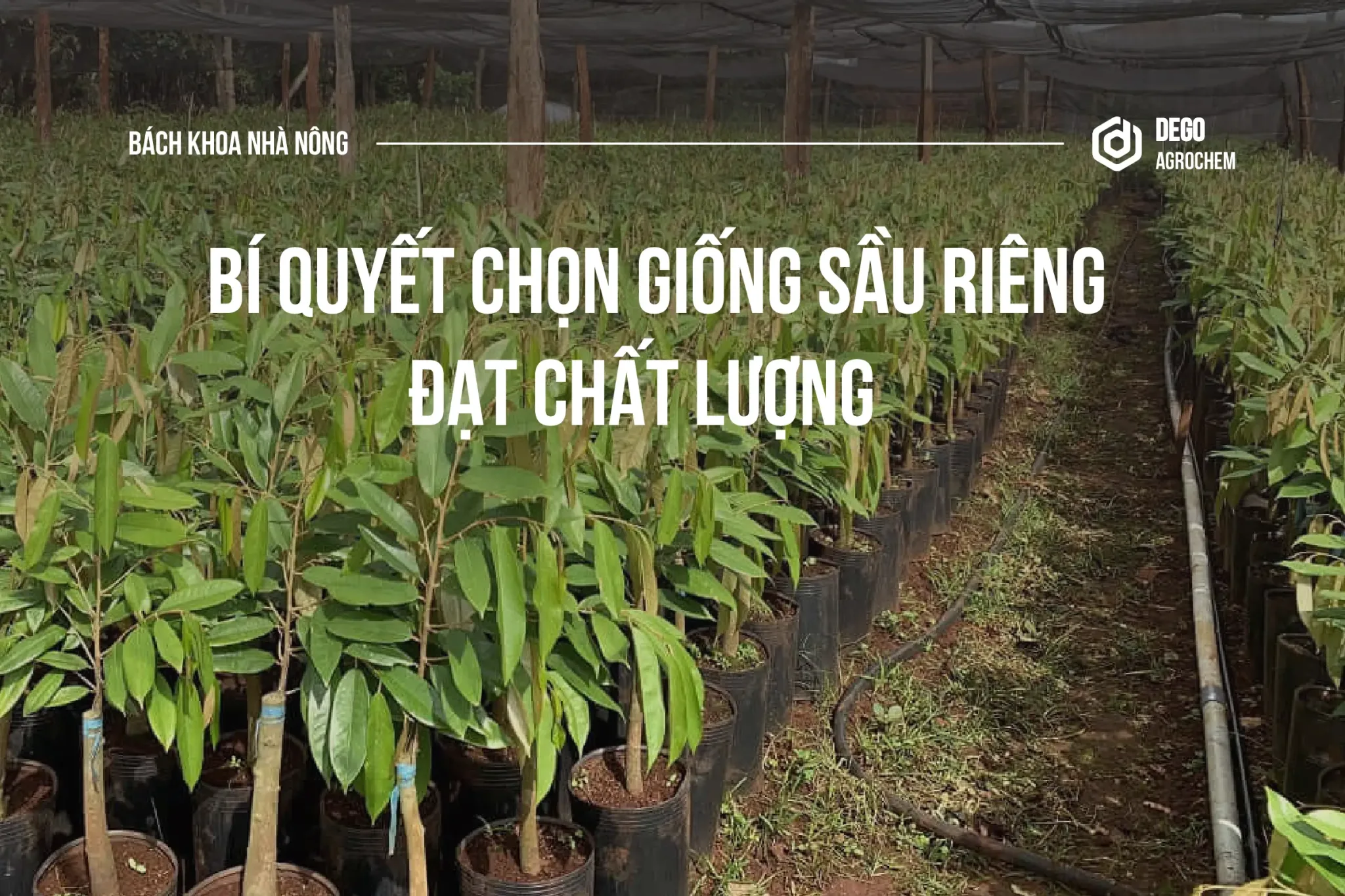 chọn giống sầu riêng