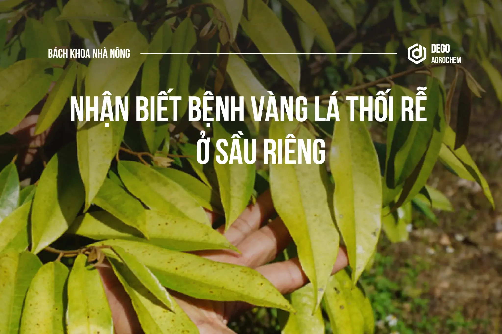 bệnh vàng lá thối rễ ở sầu riêng