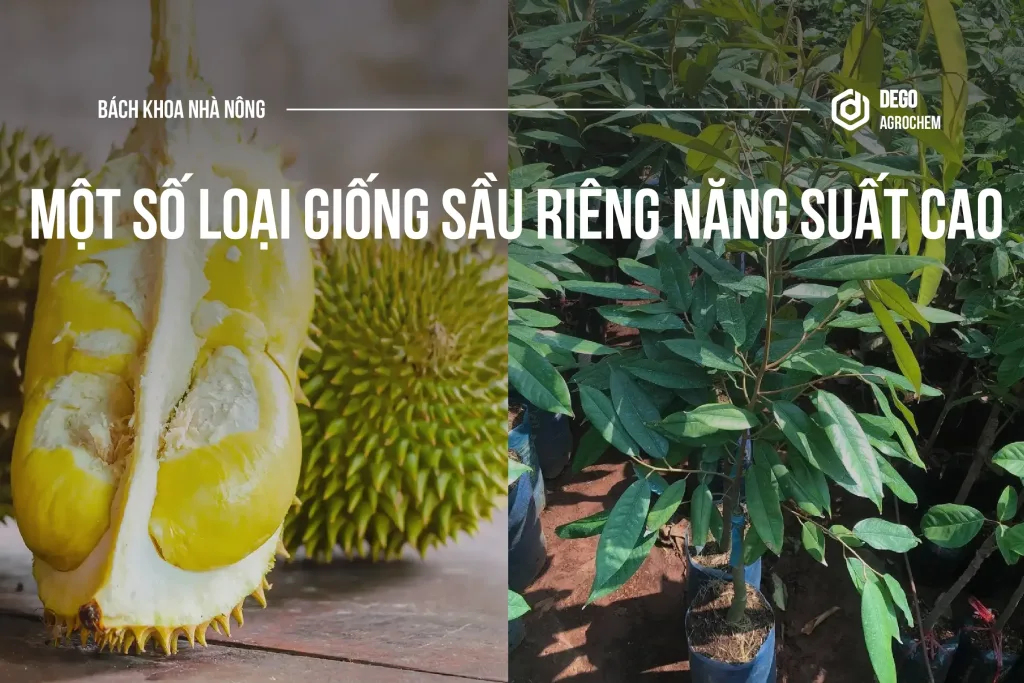 giống sầu riêng năng suất cao
