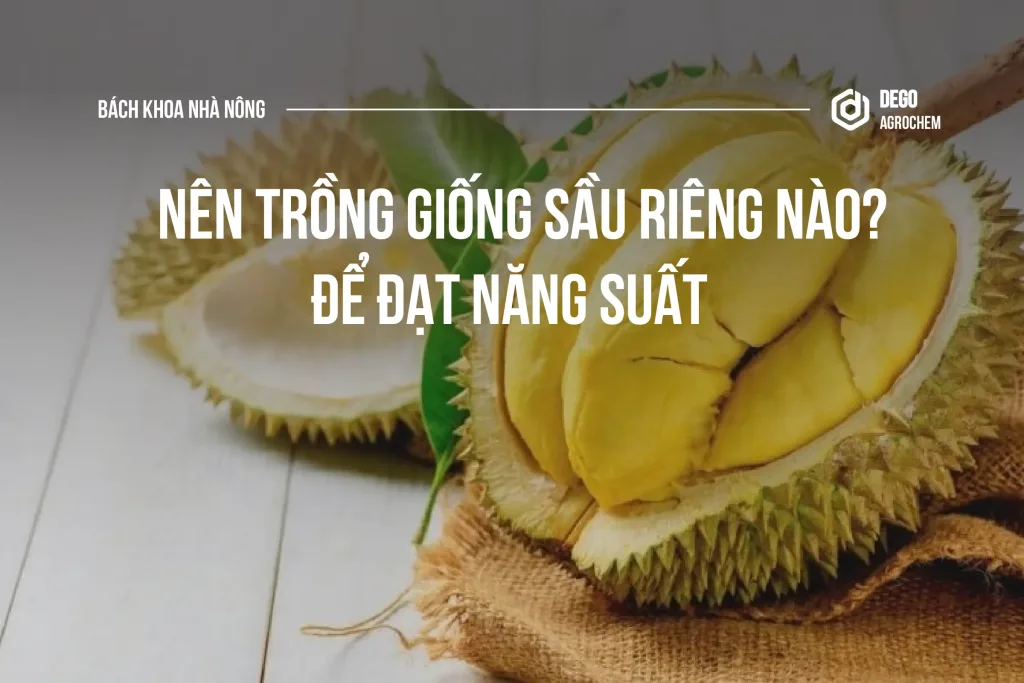 nên trồng giống sầu riêng nào
