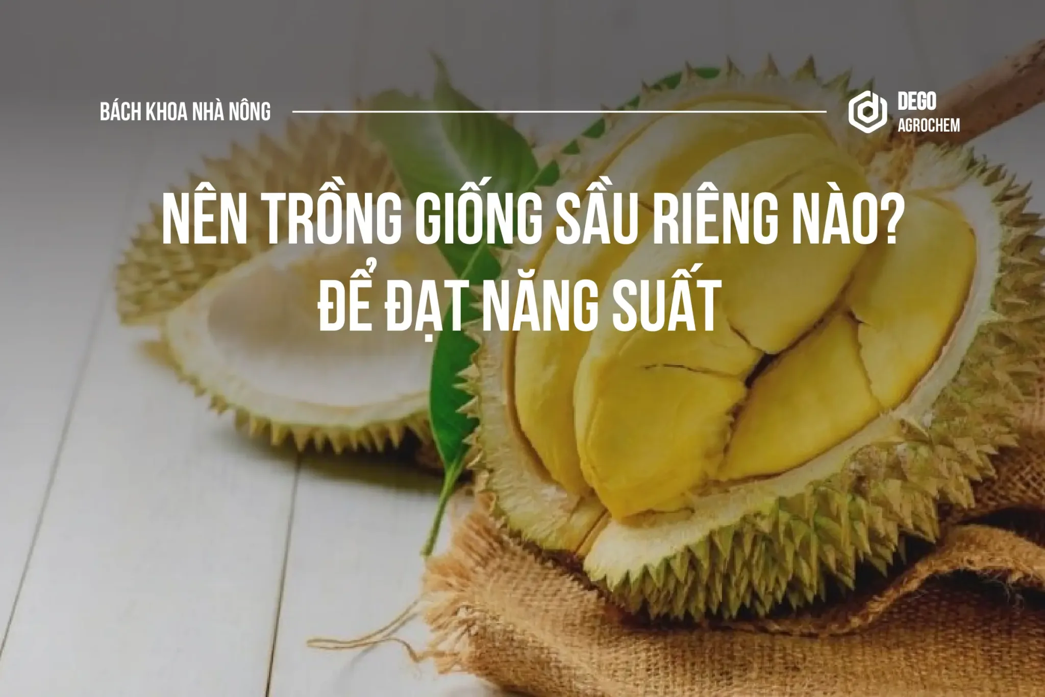 nên trồng giống sầu riêng nào