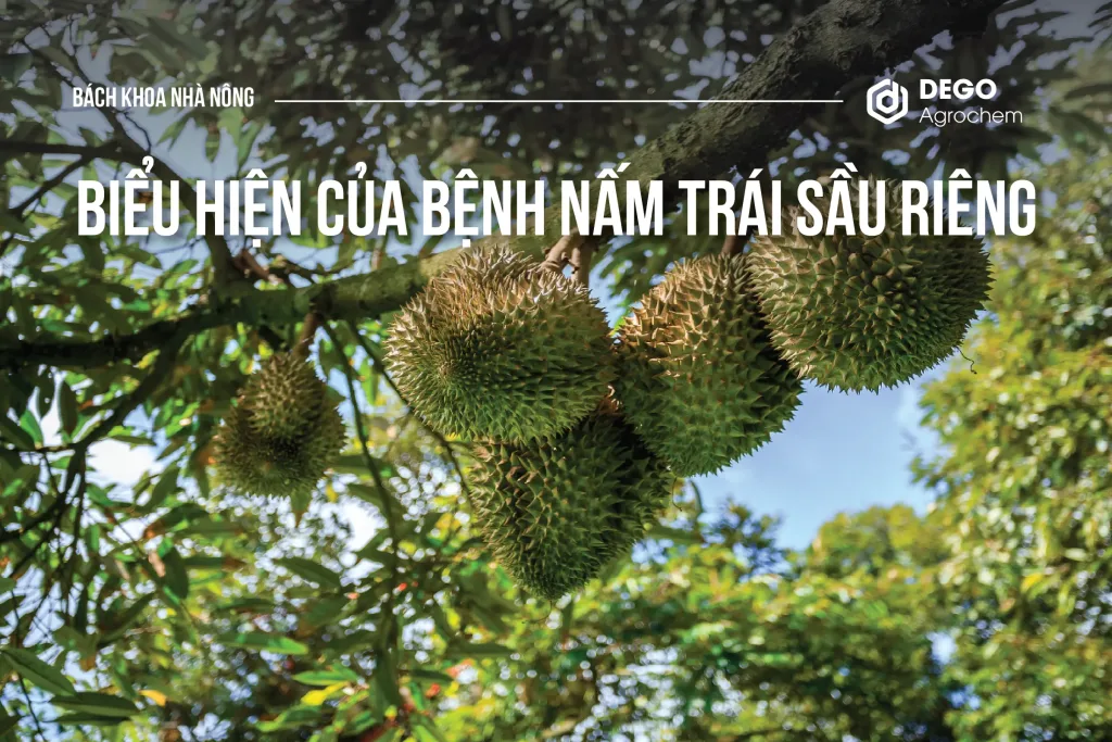 Biểu hiện của bệnh nấm trái sầu riêng