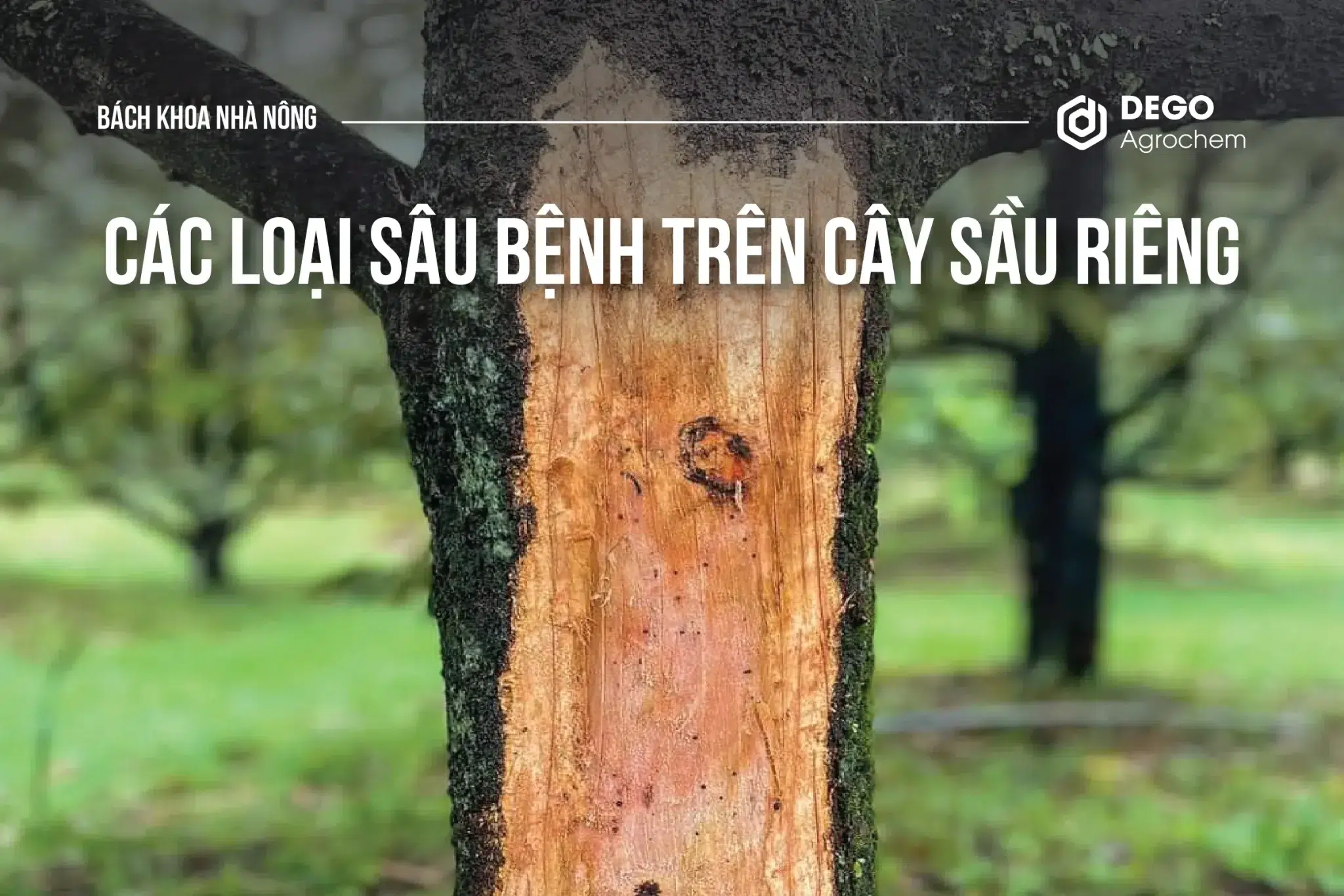 Các loại sâu bệnh trên cây sầu riêng