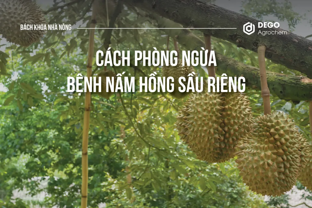 Cách phòng ngừa bệnh nấm hồng sầu riêng