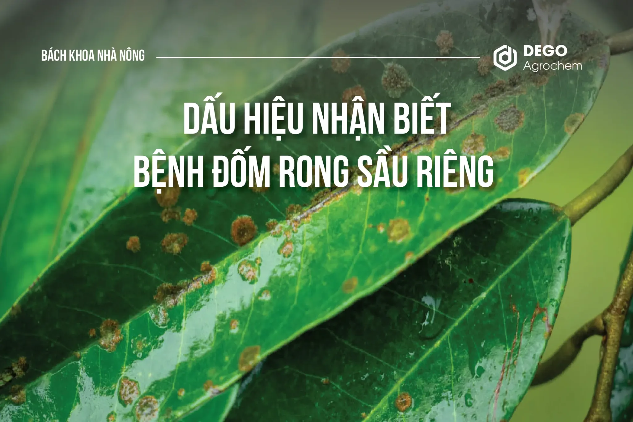 Dấu hiệu nhận biết bệnh đốm rong sầu riêng