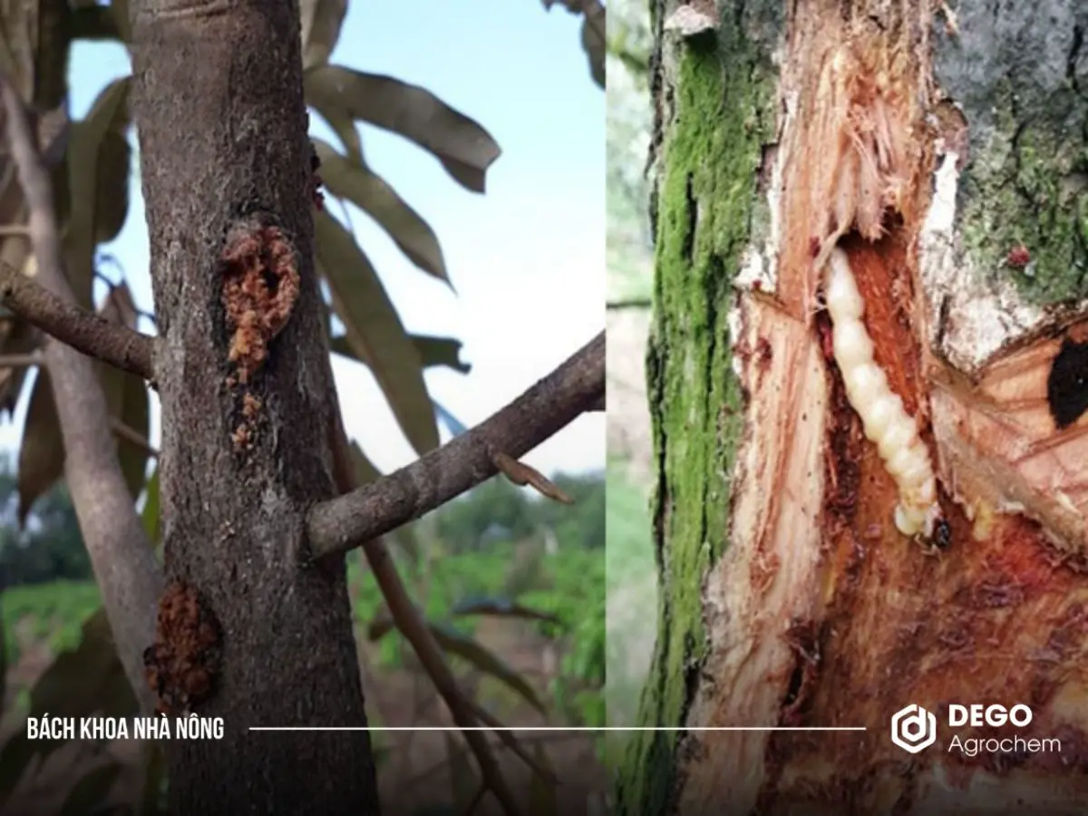 phòng trừ sâu bệnh sâu riêng